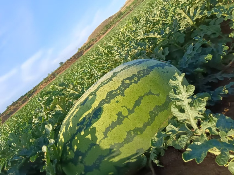 《硒砂瓜》石缝西瓜/宁夏西瓜/大量供应电商超市，产地直发