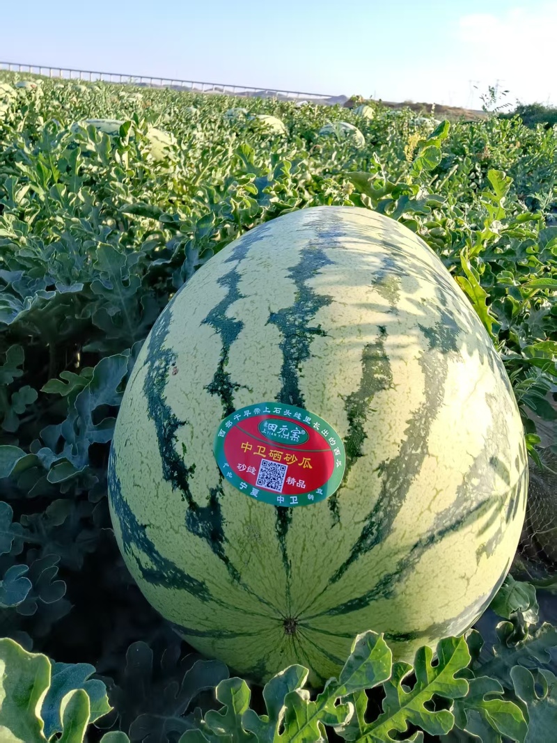 《硒砂瓜》石缝西瓜/宁夏西瓜/大量供应电商超市，产地直发