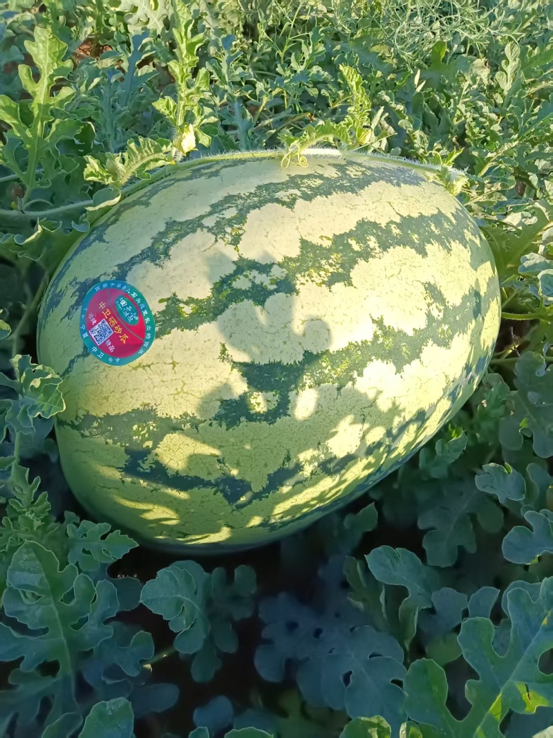 《硒砂瓜》石缝西瓜/宁夏西瓜/大量供应电商超市，产地直发
