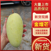 广东精品金煌芒芒果产地直发一手货源质优量大欢迎质询