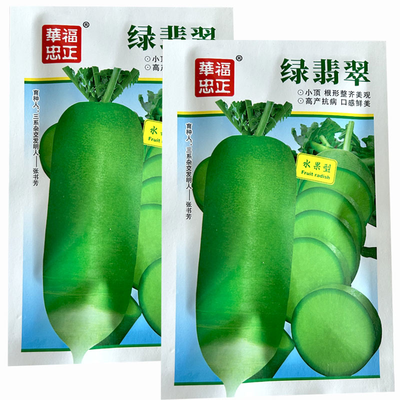 水果萝卜种子三系杂交绿皮绿肉小顶脆甜大田基地品种