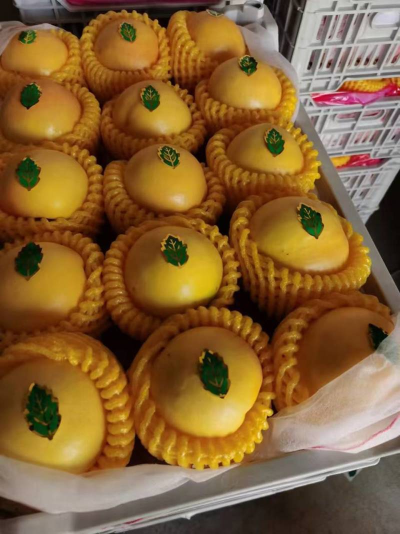 辽宁油桃精品中油8号黄桃大量上市产地直供全国发