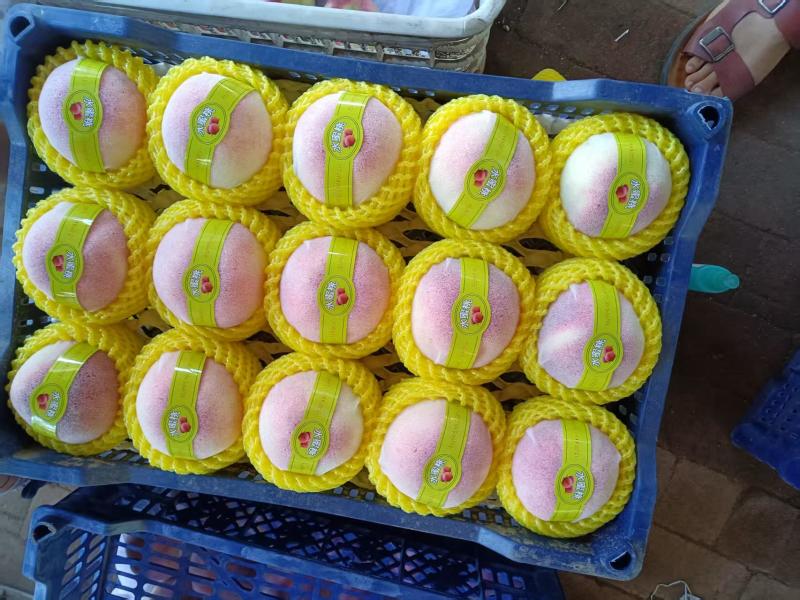 精品水蜜桃大量供货产地直发价格优惠欢迎来电洽谈合作