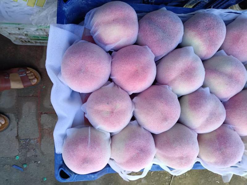 精品水蜜桃大量供货产地直发价格优惠欢迎来电洽谈合作