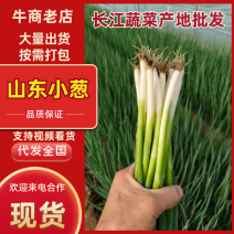 小葱铁杆小葱产地直供一手货源商超团购批发