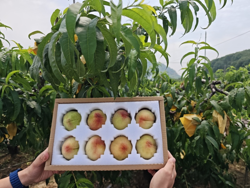 阳山水蜜桃大量上市产地现摘现发品质保证欢迎来电洽谈