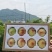 阳山水蜜桃大量上市产地现摘现发品质保证欢迎来电洽谈