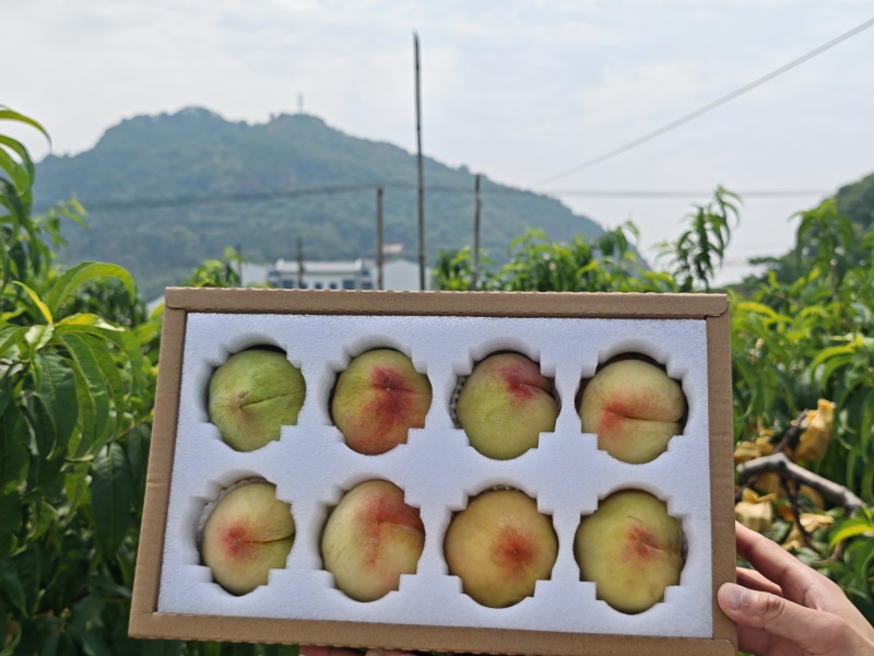 阳山水蜜桃大量上市产地现摘现发品质保证欢迎来电洽谈
