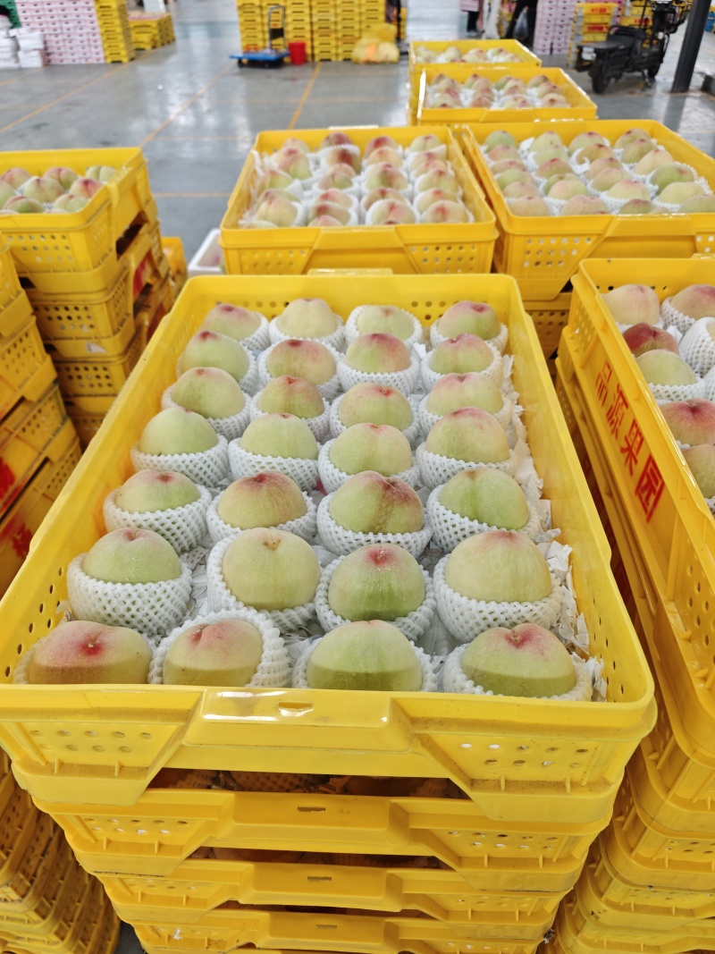 阳山水蜜桃大量上市产地现摘现发品质保证欢迎来电洽谈