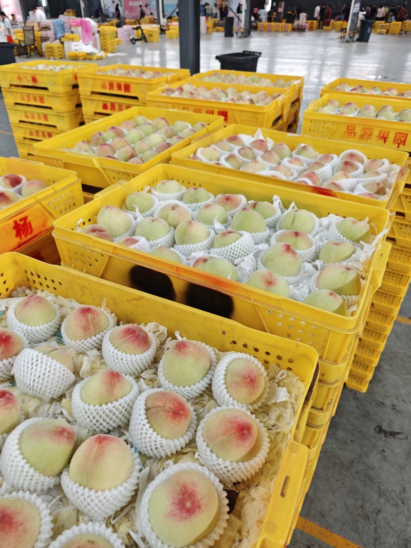 阳山水蜜桃大量上市产地现摘现发品质保证欢迎来电洽谈