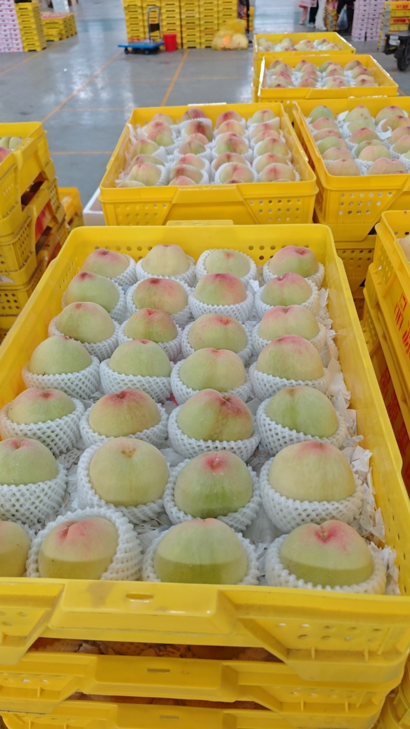 阳山水蜜桃大量上市产地现摘现发品质保证欢迎来电洽谈