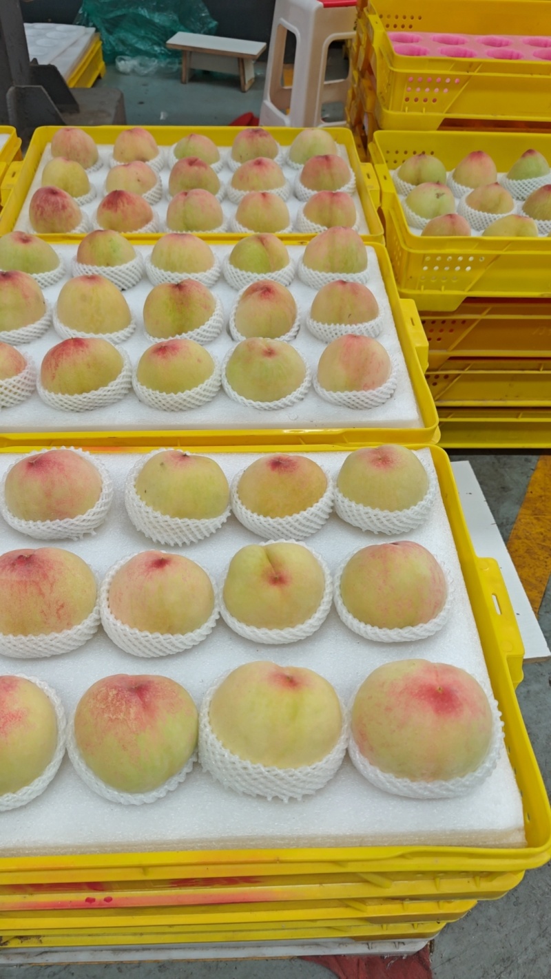 阳山水蜜桃大量上市产地现摘现发品质保证欢迎来电洽谈