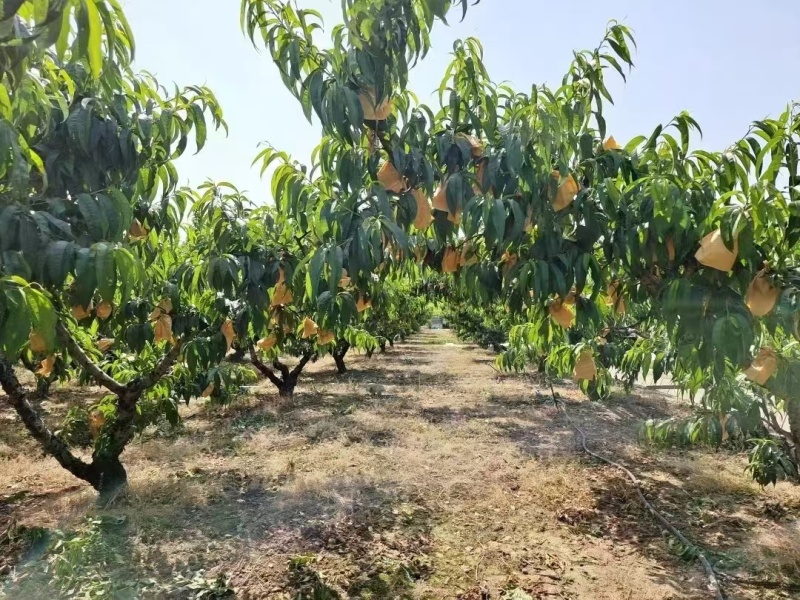 阳山水蜜桃大量上市产地现摘现发品质保证欢迎来电洽谈