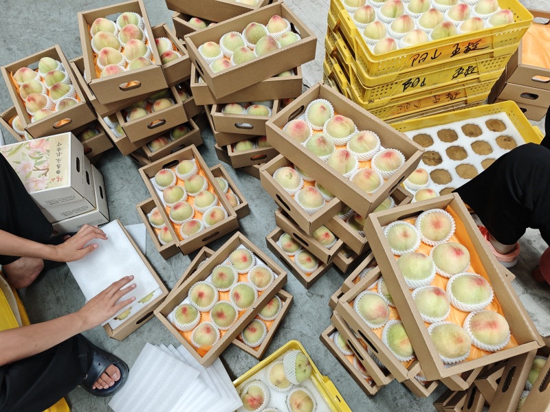 阳山水蜜桃大量上市产地现摘现发品质保证欢迎来电洽谈