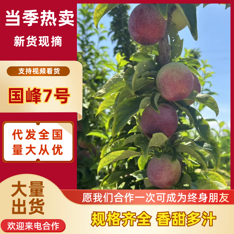 《国峰7号李子》陕西李子/精品李子/质量三包/全国供应