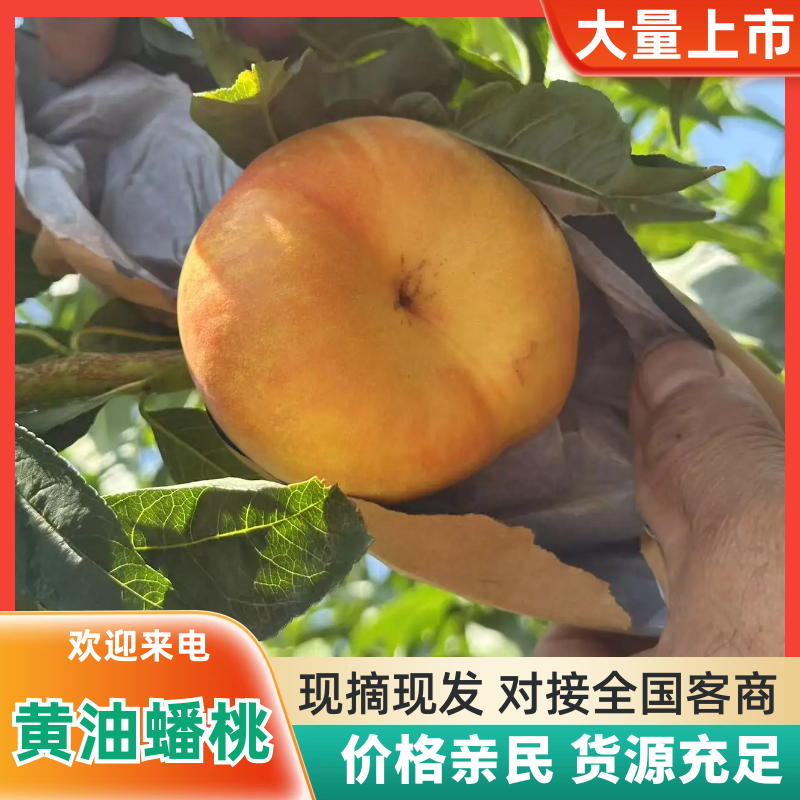 《黄油蟠桃》油蟠桃/黄蟠桃/质量三包/供应电商，市场团购