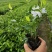 四川栀子花种植基地，多花二栀子花大量批发，视频看货