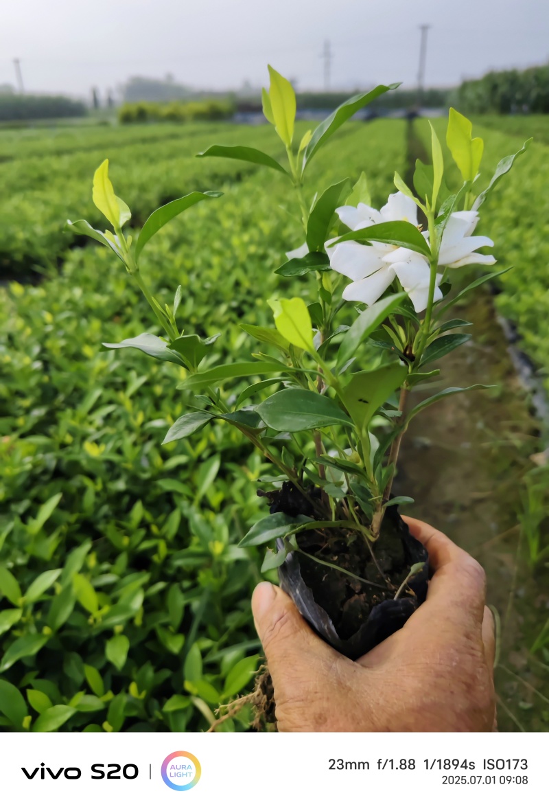 四川栀子花种植基地，多花二栀子花大量批发，视频看货