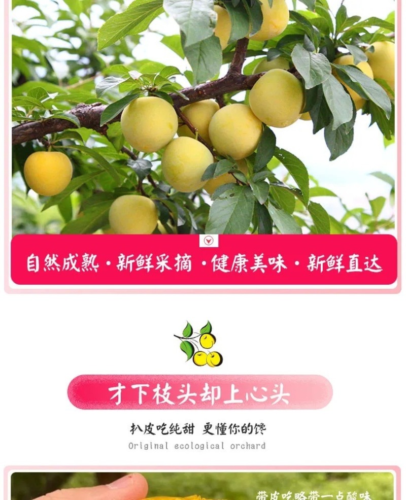 四川桃花李一件代发产地直发一手货源对接各大电商平台