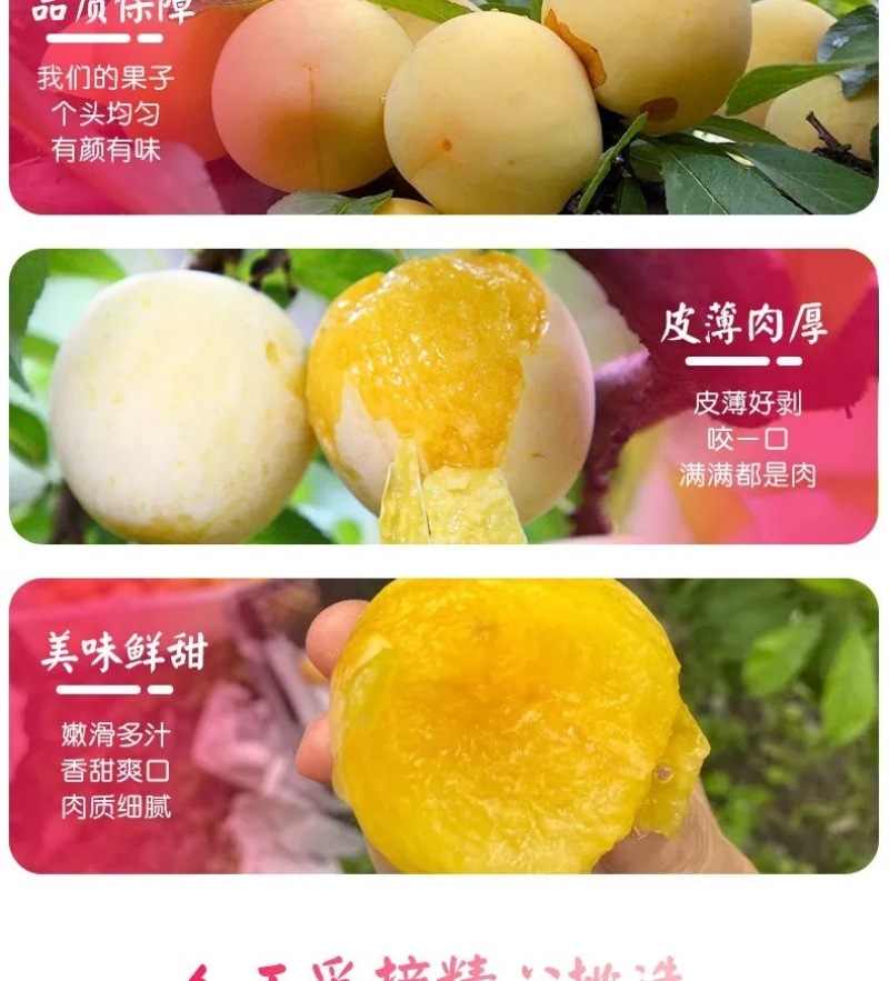 四川桃花李一件代发产地直发一手货源对接各大电商平台