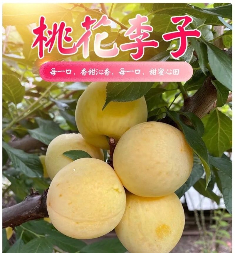 四川桃花李一件代发产地直发一手货源对接各大电商平台