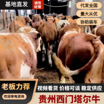 贵州毕节西门塔尔牛，养殖场直发，视频看货选牛，欢迎致电