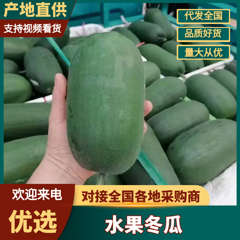 《水果冬瓜》小冬瓜/山东黑皮冬瓜-产地直发，对接全国商超