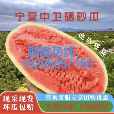 《宁夏金城五号》石头瓜/中卫西瓜/硒砂瓜/日供应30万斤