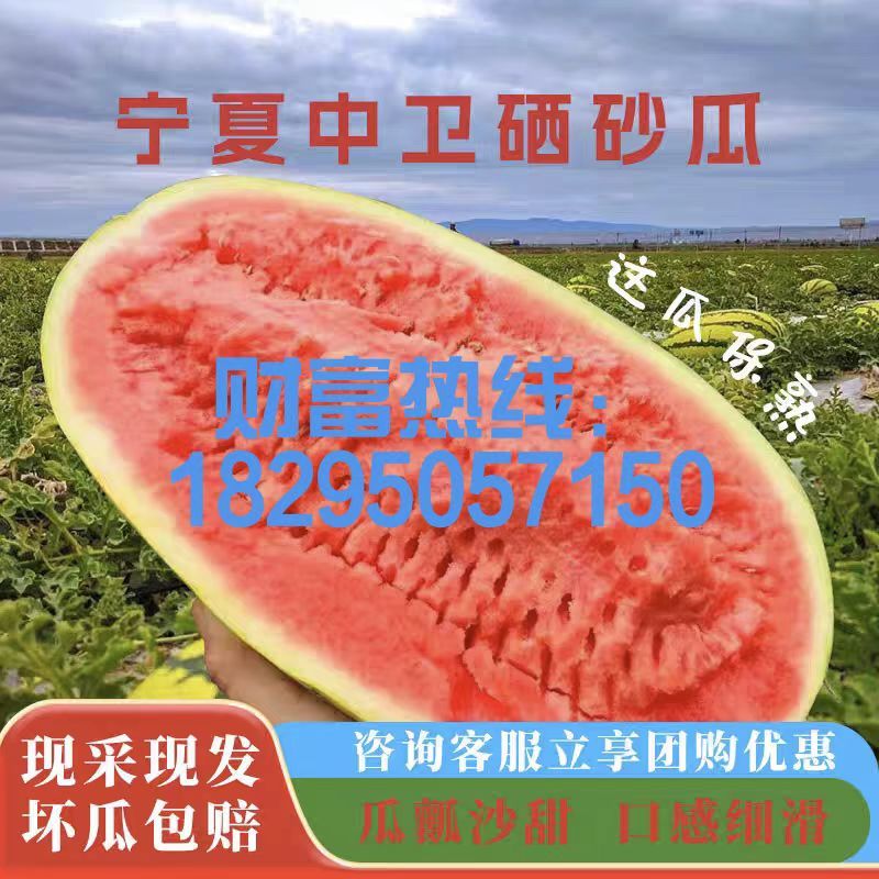 《宁夏金城五号》石头瓜/中卫西瓜/硒砂瓜/日供应30万斤