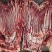 马肉、驴肉厂家直发冷链配送提供售后保障对接全国等