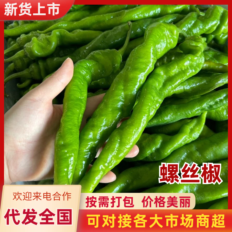 螺丝椒榆林螺丝椒产地直发量大从优供应全国市场