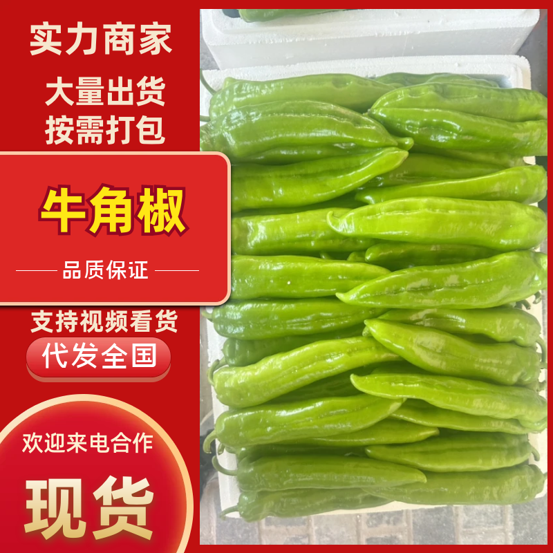 定边县牛角椒陕西牛角椒产地直发支持视频和实地看货