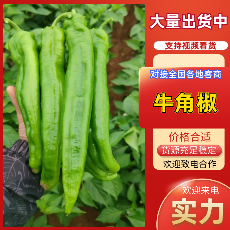 牛角椒陕西牛角椒基地直供量大从优品质保证欢迎咨询