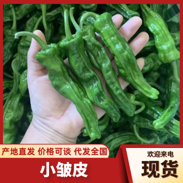 陕西皱皮椒榆林小皱皮椒现摘现发供应市场电商商超