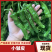 陕西皱皮椒榆林小皱皮椒现摘现发供应市场电商商超
