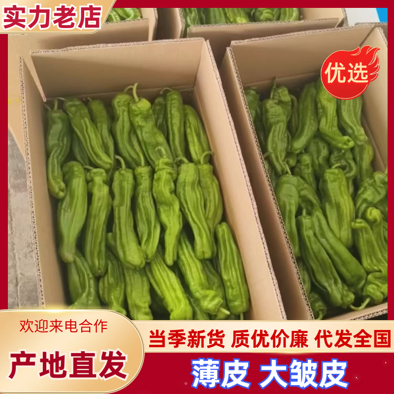 榆林大皱皮椒薄皮椒基地直发提供一条龙服务欢迎咨询