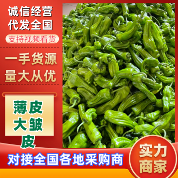 陕西薄皮椒大皱皮椒万亩基地持续供应代发全国市场
