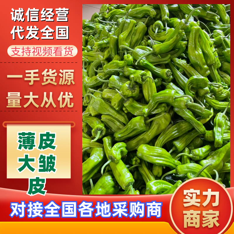 陕西薄皮椒大皱皮椒万亩基地持续供应代发全国市场