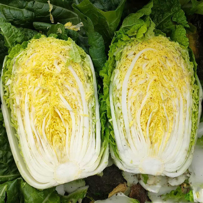 黄芯白菜种子1500粒外叶深绿金黄色大田基地品种