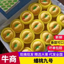 蟠桃9号大量上市，口感纯甜货源充足需要的来了欢迎来电质询