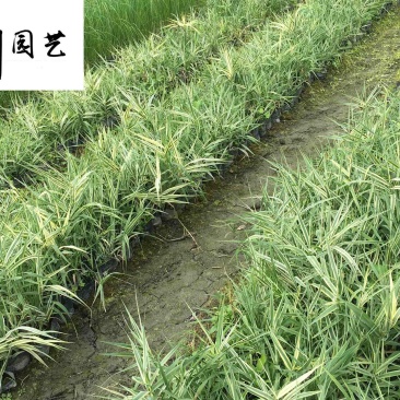 花叶芦竹杯苗盆苗批发20-80公分高水体湿地绿化观赏