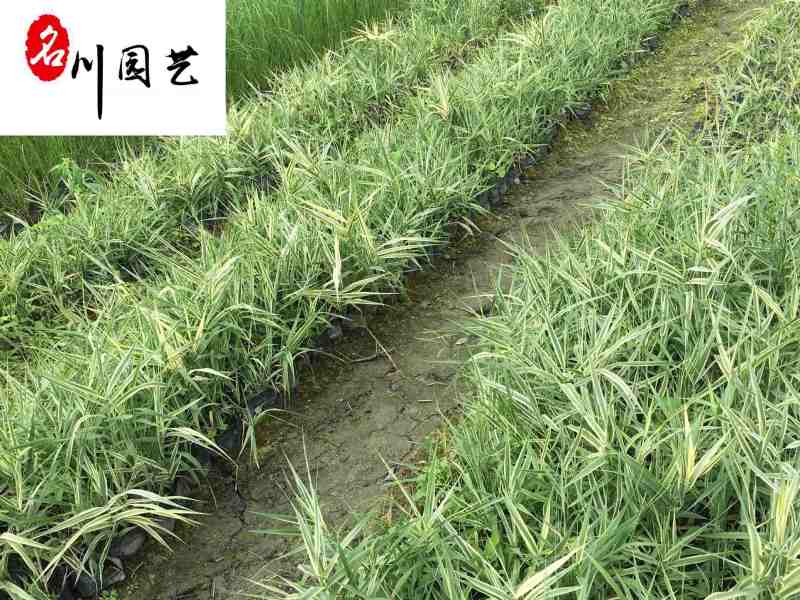 花叶芦竹杯苗盆苗批发20-80公分高水体湿地绿化观赏