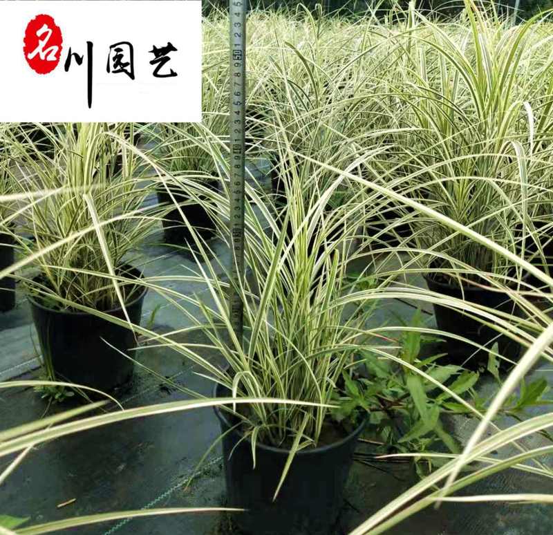 花叶芒观赏草批发花叶芒杯苗盆苗直销花境湿地湖边绿化苗