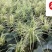 花叶芒观赏草批发花叶芒杯苗盆苗直销花境湿地湖边绿化苗