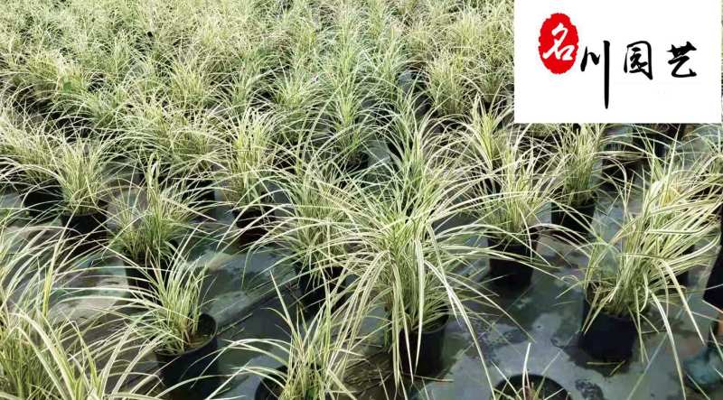 花叶芒观赏草批发花叶芒杯苗盆苗直销花境湿地湖边绿化苗