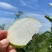 湖北枣阳翠冠梨口感脆甜货量大自家一手货源,诚接电商,商超