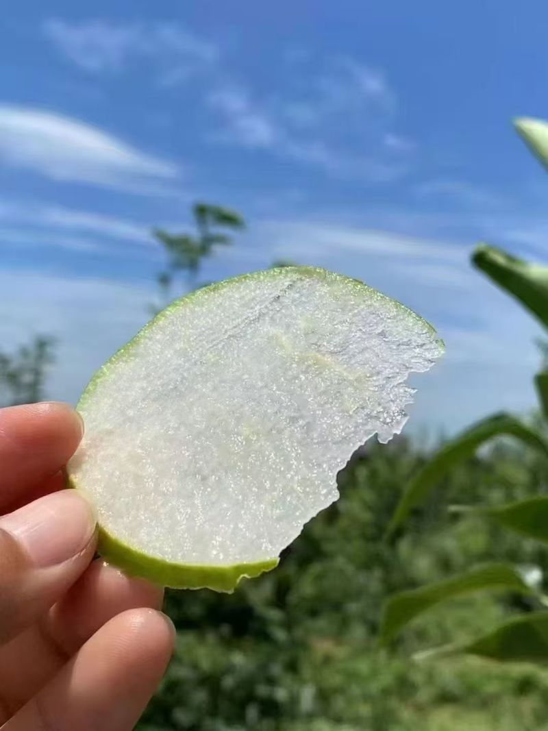 湖北枣阳翠冠梨口感脆甜货量大自家一手货源，诚接电商，商超