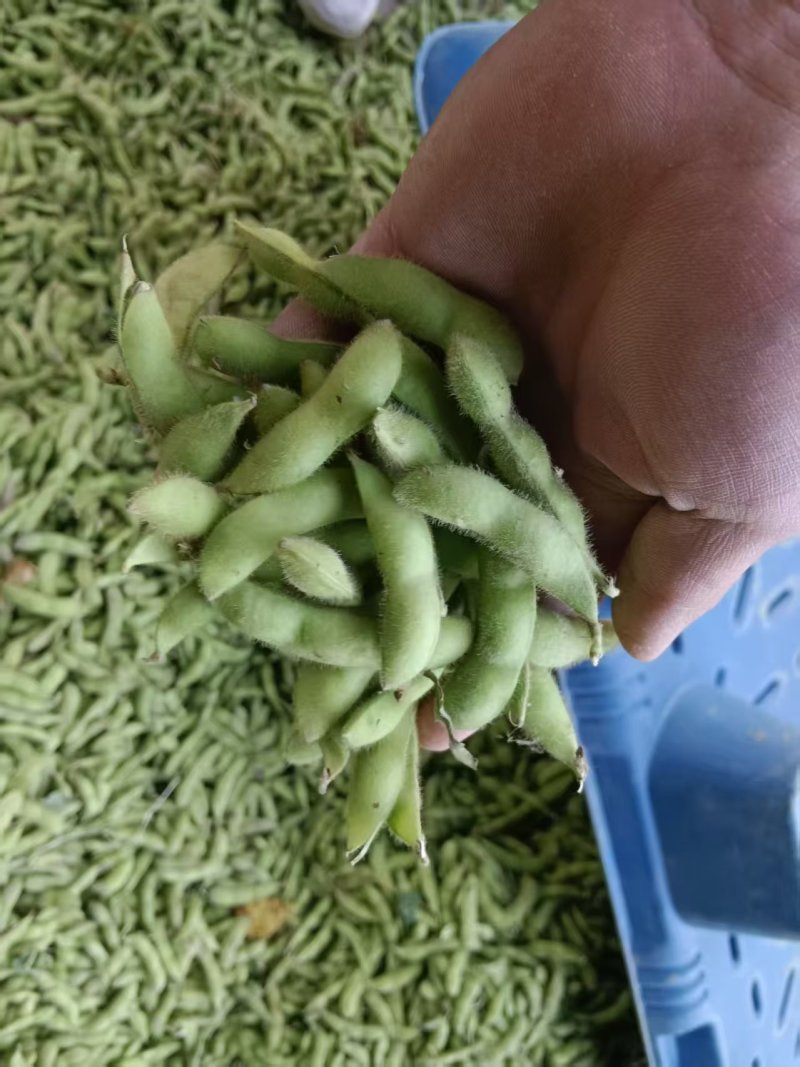 【源头直采】安徽翠绿宝毛豆颗粒饱满基地直供欢迎来电咨询