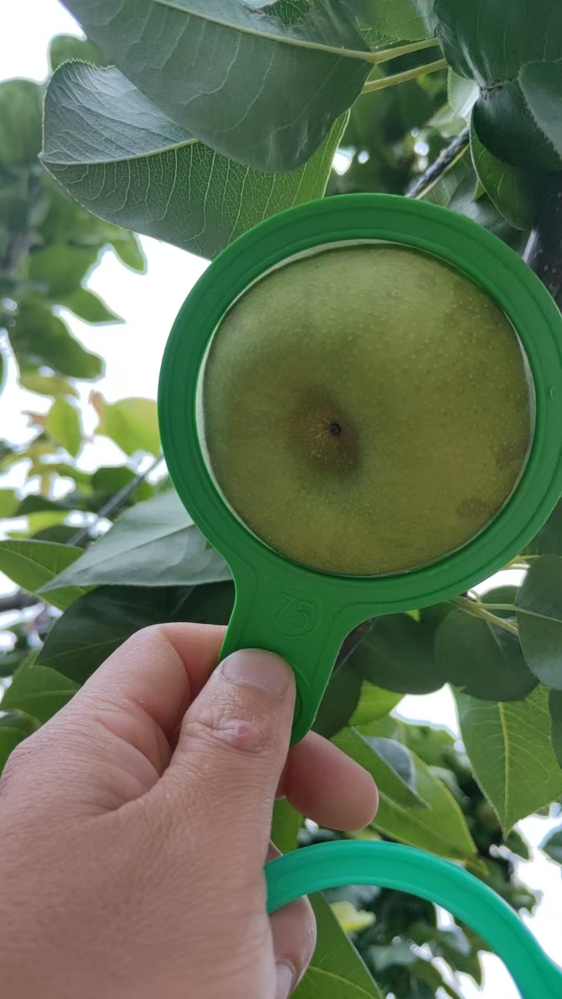 湖北枣阳翠冠梨口感脆甜货量大自家一手货源，诚接电商，商超