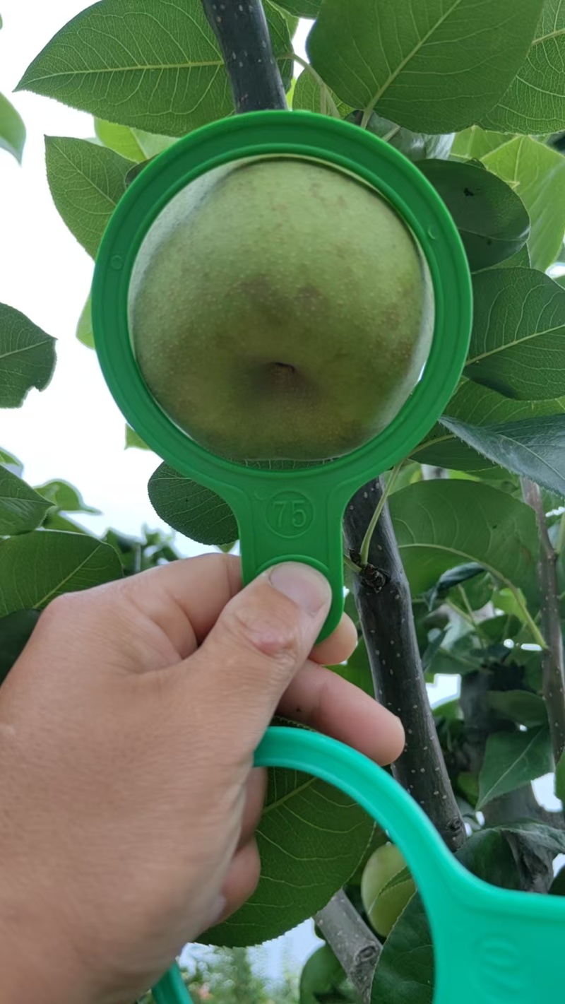 湖北枣阳翠冠梨口感脆甜货量大自家一手货源，诚接电商，商超